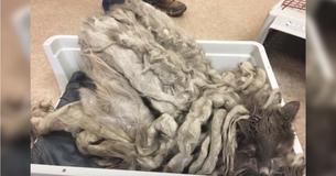 Man Drops Off Unrecognizable Pet At Veterinarians, Has A Much Needed Bath And Haircut Man Drops Off Unrecognizable Pet At Veterinarians, Has A Much Needed Bath And Haircut