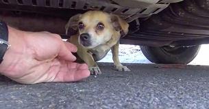 Microchip Implant Lets Lost Dog Reunite With His Owner Microchip Implant Lets Lost Dog Reunite With His Owner