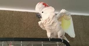 Cockatoo Is Supposed To Go To Her Cage, The Tantrum She Throws Has The Internet Loosing It Cockatoo Is Supposed To Go To Her Cage, The Tantrum She Throws Has The Internet Loosing It