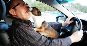 Puppy Loses His Marbles When He Realizes Where Owner Is Taking Him Puppy Loses His Marbles When He Realizes Where Owner Is Taking Him
