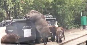 Hogzilla Caught On Tape Digging Through Elementary School's Dumpster Hogzilla Caught On Tape Digging Through Elementary School's Dumpster