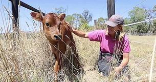 Mother Cow Tries To Hide Newborn Calf To Shelter Her From Farmer Mother Cow Tries To Hide Newborn Calf To Shelter Her From Farmer