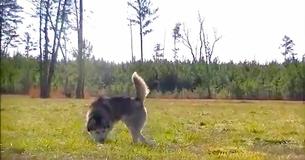 Dog Was Chained Up His Whole Life, Now Gets Second Chance At Happiness Dog Was Chained Up His Whole Life, Now Gets Second Chance At Happiness
