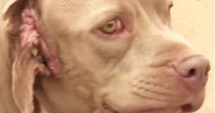 Stray Dog With 2 Mouths Finds Forever Home Against All Odds: 'She's One In A Million' Stray Dog With 2 Mouths Finds Forever Home Against All Odds: 'She's One In A Million'