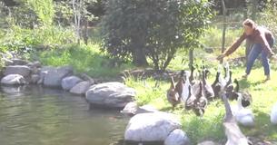 Neglected Ducks Who Never Saw Water Before Swim For The First Time Neglected Ducks Who Never Saw Water Before Swim For The First Time