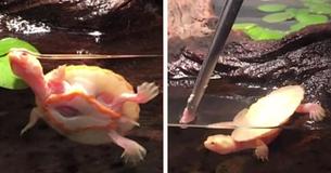 Cute Baby Turtle Born With Heart Outside Of Chest Lives, Caretaker Names Her 'Hope' Cute Baby Turtle Born With Heart Outside Of Chest Lives, Caretaker Names Her 'Hope'