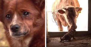 Dog Cries Over Missing Cow That Raised Him, Finally Sees Her Face Again Dog Cries Over Missing Cow That Raised Him, Finally Sees Her Face Again