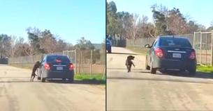 Dog Desperately Chases Car After He's Abandoned On Side Of Road Dog Desperately Chases Car After He's Abandoned On Side Of Road