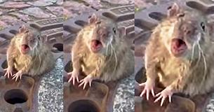 A Team Of Firefighters Heroically Rescued A Fat Rat In Distress That Was Trapped In A Sewer Gate A Team Of Firefighters Heroically Rescued A Fat Rat In Distress That Was Trapped In A Sewer Gate
