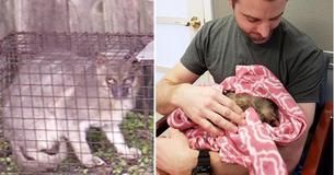 Tiny 'Werewolf' Found In Apartment Complex Just Wanted To Be Cuddled Tiny 'Werewolf' Found In Apartment Complex Just Wanted To Be Cuddled