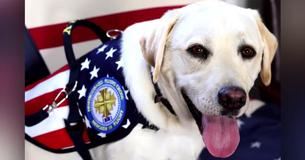 Sully, George H.W. Bush's Beloved Service Dog, Finds New Job In The U.S. Navy Sully, George H.W. Bush's Beloved Service Dog, Finds New Job In The U.S. Navy
