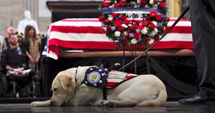 Sully, George H.W. Bush's Service Dog, Begins New Job With Wounded U.S. Service Members And Veterans Sully, George H.W. Bush's Service Dog, Begins New Job With Wounded U.S. Service Members And Veterans