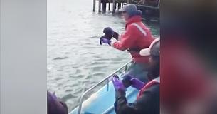 Fishermen Reunite Lost Baby Sea Otter With His Mommy In Precious Viral Video. Fishermen Reunite Lost Baby Sea Otter With His Mommy In Precious Viral Video.