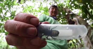 The Biggest Bee In The World, Thought To Be Extinct, Is Found Alive For First Time In 38 Years The Biggest Bee In The World, Thought To Be Extinct, Is Found Alive For First Time In 38 Years