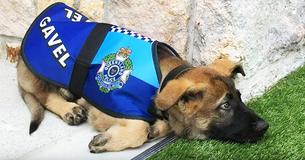 Le chien est trop sociable pour la police, alors ils lui ont donné un meilleur travail Le chien est trop sociable pour la police, alors ils lui ont donné un meilleur travail