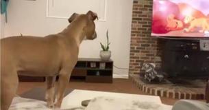 Puppy Watching 'The Lion King' Starts Crying with Simba When Mufasa Dies Puppy Watching 'The Lion King' Starts Crying with Simba When Mufasa Dies