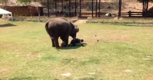Un éléphant voit son soignant être 'attaqué' et prend de l'élan pour lui porter secours Un éléphant voit son soignant être 'attaqué' et prend de l'élan pour lui porter secours