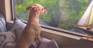 Dog Found A Forever Home But Missed His Foster Mom Like Crazy — So He Ran Away Dog Found A Forever Home But Missed His Foster Mom Like Crazy — So He Ran Away