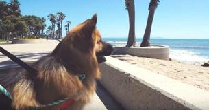 Dog Rescued From Being Chained Up His Whole Life, Sees The Ocean For The First Time And Reaction Goes Viral Dog Rescued From Being Chained Up His Whole Life, Sees The Ocean For The First Time And Reaction Goes Viral