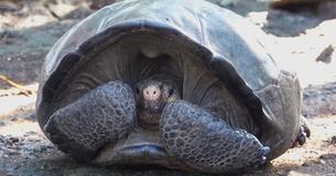 'Extinct' Giant Tortoise Last Witnessed Alive In 1906 Rediscovered After 113 Years 'Extinct' Giant Tortoise Last Witnessed Alive In 1906 Rediscovered After 113 Years