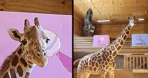 Zoo Reveals April The Giraffe Might Give Birth Before The End Of March Zoo Reveals April The Giraffe Might Give Birth Before The End Of March