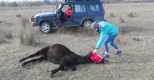Vet Races To Save Horse Bound With Chains And Gets Sweetest Thank You In Return Vet Races To Save Horse Bound With Chains And Gets Sweetest Thank You In Return