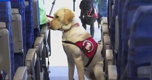 Woman's Viral Post Explains What To Do If A Service Dog Approaches Without An Owner Woman's Viral Post Explains What To Do If A Service Dog Approaches Without An Owner