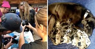 Vet Assists Great Dane Birth 19 Babies Via C-Section, Each Puppy Strong and Healthy Vet Assists Great Dane Birth 19 Babies Via C-Section, Each Puppy Strong and Healthy
