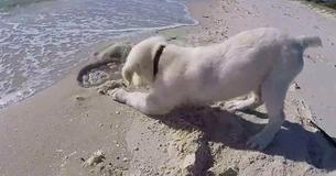 Puppy Digs Hole In Sand, Gets Upset When The Waves Fill It Up Again Puppy Digs Hole In Sand, Gets Upset When The Waves Fill It Up Again