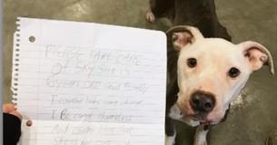 Skinny Dog Gets Left Alone In Shelter’s Parking Lot With A Heartbreaking Note From Owner Skinny Dog Gets Left Alone In Shelter’s Parking Lot With A Heartbreaking Note From Owner