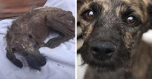Dying Street Dog Didn't Have Much Time Left, Then Angel Scooped Him Up And Changed Everything Dying Street Dog Didn't Have Much Time Left, Then Angel Scooped Him Up And Changed Everything
