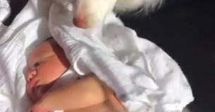 Dog Protects Newborn Baby From Getting The Sun In His Eyes Dog Protects Newborn Baby From Getting The Sun In His Eyes