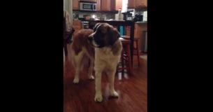 Hungry Saint Bernard Bickers With Owner Over Loaf Of Bread Hungry Saint Bernard Bickers With Owner Over Loaf Of Bread
