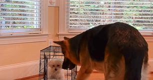 Mom Puts Up Camera Because Tiny Puppy Keeps Escaping – The Captured Footage Has Her Losing It Mom Puts Up Camera Because Tiny Puppy Keeps Escaping – The Captured Footage Has Her Losing It