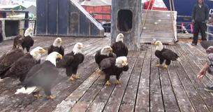 Fisherman Feeds Flock Of Bald Eagles On Ship While Playing Fisherman Feeds Flock Of Bald Eagles On Ship While Playing