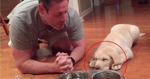 Puppy Does The Cutest Ritual Before Having Dinner Puppy Does The Cutest Ritual Before Having Dinner