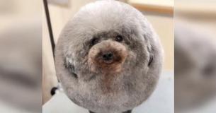 Owner Heads To Pick Up Dog From Groomer, Can’t Stop Laughing At How She Looks Owner Heads To Pick Up Dog From Groomer, Can’t Stop Laughing At How She Looks