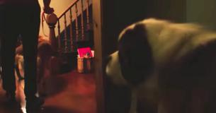 Gentle Giant Weighing 130-Pounds Steps Into A New Home For The Very First Time Gentle Giant Weighing 130-Pounds Steps Into A New Home For The Very First Time