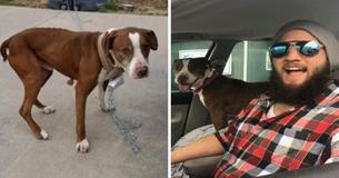 Bitter Ex-Boyfriend Abandons Girlfriend's Dog Halfway Across Country - Then Complete Stranger Brings Him Home Bitter Ex-Boyfriend Abandons Girlfriend's Dog Halfway Across Country - Then Complete Stranger Brings Him Home