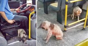 Un chauffeur de bus trouve des chiens pris dans un orage, enfreint les règles et les amène dans son bus Un chauffeur de bus trouve des chiens pris dans un orage, enfreint les règles et les amène dans son bus