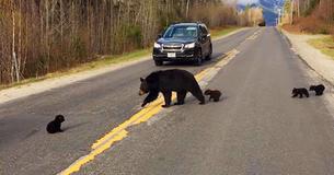 Baby Bear Can't Keep Up With Family Crossing The Road, So A Police Officer Tries To Help Baby Bear Can't Keep Up With Family Crossing The Road, So A Police Officer Tries To Help