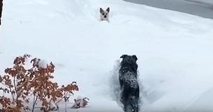 Dad Cracks Up Watching Big Dog Plow Path For Tiny Pup Stuck In The Snow. Dad Cracks Up Watching Big Dog Plow Path For Tiny Pup Stuck In The Snow.