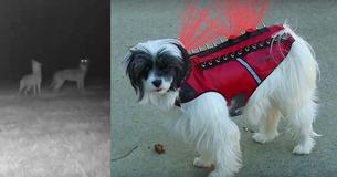 Spiked Body Armor Saved Dog From Coyote Attack: 'She Was Heading For The Jaws Of Death' Spiked Body Armor Saved Dog From Coyote Attack: 'She Was Heading For The Jaws Of Death'