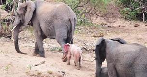 Extremely Rare Baby Albino Elephant Spotted In African Wildlife Park Extremely Rare Baby Albino Elephant Spotted In African Wildlife Park