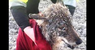 Men Rescue Frozen Dog From Icy Water Only To Realize Their Huge Mistake Upon Arriving At Vet Men Rescue Frozen Dog From Icy Water Only To Realize Their Huge Mistake Upon Arriving At Vet