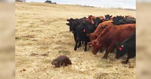 Confused Beaver Becomes Surprising Leader Of 150 Cows And The Internet Is Cracking Up. Confused Beaver Becomes Surprising Leader Of 150 Cows And The Internet Is Cracking Up.
