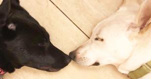 Emotional Last Plea For Bonded Pair Of Dogs To Be Adopted Together Reaches Far And Wide Emotional Last Plea For Bonded Pair Of Dogs To Be Adopted Together Reaches Far And Wide