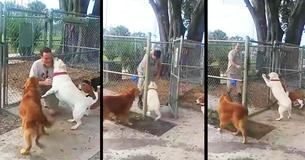 Emotional Reunion Of Veteran And Dog After Neighbor Gave Him Away Is Captured On Video Emotional Reunion Of Veteran And Dog After Neighbor Gave Him Away Is Captured On Video