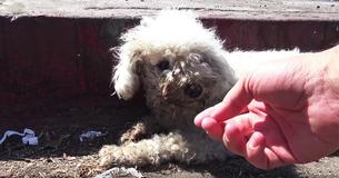 Dog Left For Dead On Side Of The Road Until Good Samaritan Finally Makes Lifesaving Call Dog Left For Dead On Side Of The Road Until Good Samaritan Finally Makes Lifesaving Call