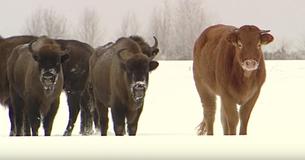 This Is The Cow Who Ran Away From The Farm To Join A Herd Of Bison This Is The Cow Who Ran Away From The Farm To Join A Herd Of Bison